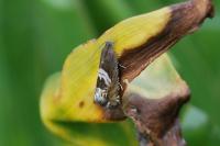 Grapholita jungiella