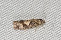 Zeiraphera griseana