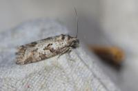 Cnephasia