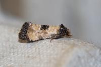 Neocochylis dubitana