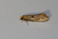 Tinea trinotella