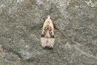 Altenia scriptella