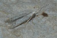 Coleophora hemerobiella