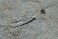 Coleophora hemerobiella