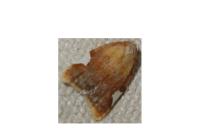 Acleris holmiana