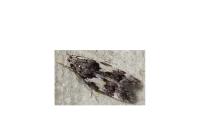 Teleiodes luculella