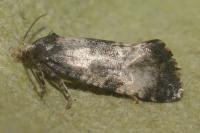Neocochylis dubitana