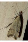 Dichomeris limosella