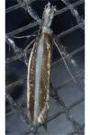 Pleurota aristella