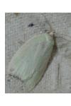 Tortrix viridana