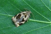 Archips crataegana