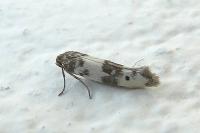 Enolmis acanthella