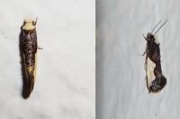 Monopis monachella
