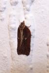 Acleris cristana