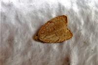 Acleris forsskaleana