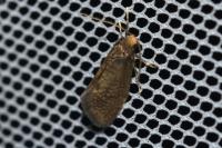 Taleporia tubulosa