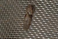 Blastobasis glandulella