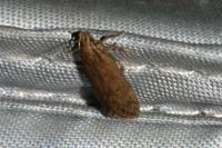 Bryotropha terrella
