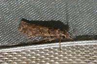 Teleiopsis diffinis