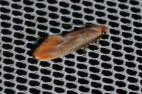 Tinea semifulvella