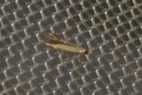 Coptotriche marginea