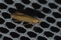 Tischeria