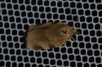 Choristoneura hebenstreitella