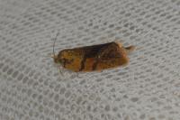 Ptycholoma lecheana