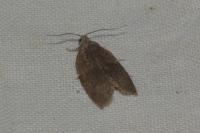 Syndemis musculana
