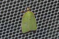 Tortrix viridana