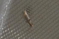 Argyresthia spinosella
