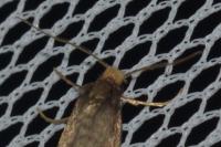 Taleporia tubulosa