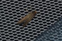 Taleporia tubulosa