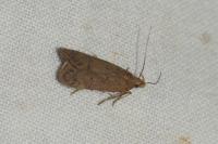 Bryotropha terrella