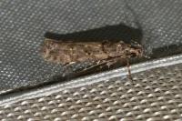 Teleiopsis diffinis
