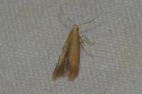 Tischeria