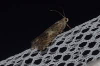 Cydia gr. succedana
