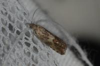 Cydia gr. succedana