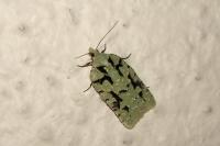 Acleris literana