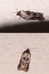 Acleris variegana