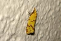 Agapeta hamana