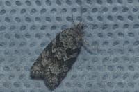 Cnephasia