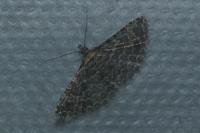 Alucita huebneri