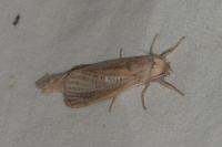 Phragmataecia castaneae
