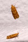 Mirificarma eburnella