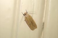 Agonopterix pallorella