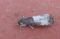 Notocelia cynosbatella