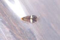 Stigmella plagicolella