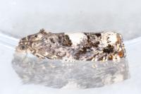 Epiblema gr. sticticana