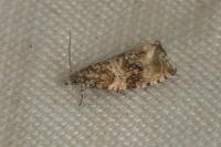 Celypha lacunana